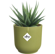Succulente Haworthia dans un pot de fleurs elho nervuré vert clair, elho Logo