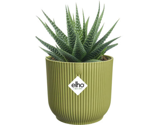Succulente Haworthia dans un pot de fleurs elho nervuré vert clair, elho Logo