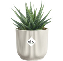 Succulente Haworthia aux feuilles vertes pointues avec des points blancs dans un pot de fleurs elho blanc nervuré. elho Logo.