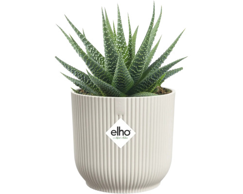Succulente Haworthia aux feuilles vertes pointues avec des points blancs dans un pot de fleurs elho blanc nervuré. elho Logo.