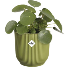Plante Pilea peperomioides dans un pot de fleurs vert côtelé, elho Logo.