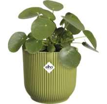 Pilea peperomioides dans un pot de fleurs Elho vert nervuré en plastique. Elho Logo.