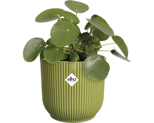 Pilea peperomioides dans un pot de fleurs Elho vert nervuré en plastique. Elho Logo.