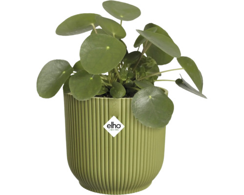 Plante d intérieur Pilea peperomioides dans un pot en plastique nervuré vert avec elho Logo.