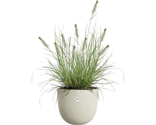 Herbe ornementale dans un pot blanc rond avec une structure verticale ondulée et elho Logo.