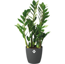Zamioculcas zamiifolia Zimmerpflanze mit glänzenden grünen Blättern in einem anthrazitfarbenen Übertopf mit elho Logo.