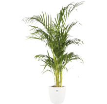 Palmier Areca dans un cache-pot blanc de la marque elho.