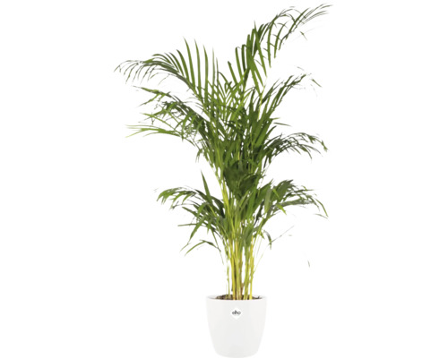 Palmier Areca dans un cache-pot blanc de la marque elho.