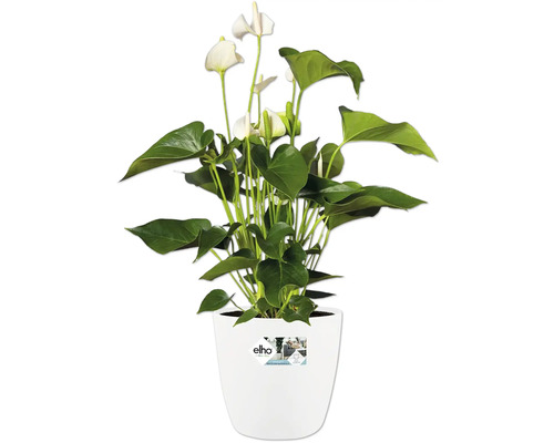 Anthurium avec des fleurs blanches dans un pot Elho blanc.