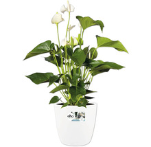 Anthurium plante d intérieur avec des fleurs blanches en forme de coeur et des feuilles vertes dans un pot elho blanc.