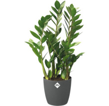 Zamioculcas Zimmerpflanze in einem grauen Elho Pflanztopf mit Elho Logo.