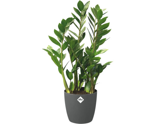 Zamioculcas Zimmerpflanze in einem grauen Elho Pflanztopf mit Elho Logo.
