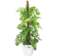 Plante d intérieur Monstera deliciosa avec tuteur en mousse dans un pot en plastique blanc Elho.