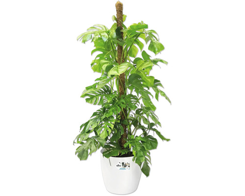 Plante d intérieur Monstera deliciosa avec tuteur en mousse dans un pot en plastique blanc Elho.