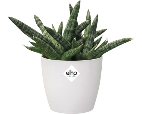 Sansevieria dans un pot de fleurs blanc elho.