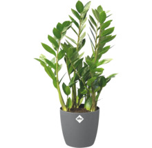 Zamioculcas zamiifolia in grauem Kunststofftopf mit elho Logo.