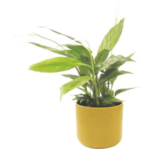 Fleur de lune Spathiphyllum dans un pot jaune, plante d'intérieur avec feuilles vertes et fleur blanche.