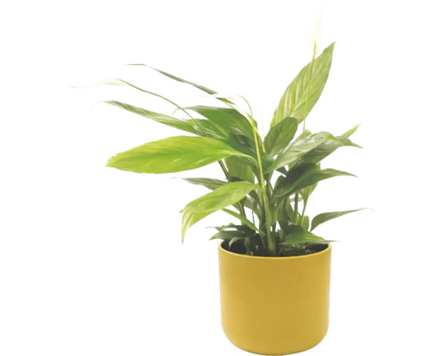 Fleur de lune Spathiphyllum dans un pot jaune, plante d'intérieur avec feuilles vertes et fleur blanche.