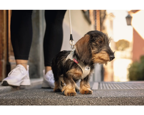 Chiot teckel avec harnais en maille beige et laisse sur un trottoir à côté d'une personne.