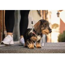 Chiot teckel avec harnais en maille beige et laisse sur un trottoir à côté d'une personne.