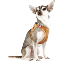 Petit chien portant un harnais Curli marron en textile air-mesh.