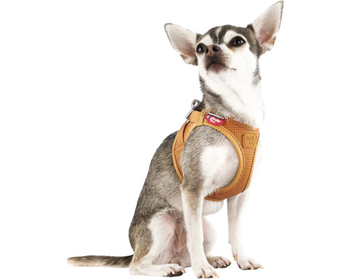 Petit chien portant un harnais Curli marron en textile air-mesh.