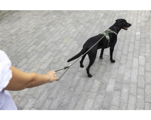 Chien noir avec un harnais pour chien vert olive et une laisse assortie sur un chemin pavé.