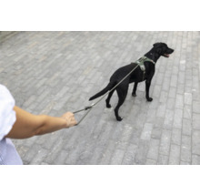 Chien noir avec un harnais pour chien vert olive et une laisse assortie sur un chemin pavé.