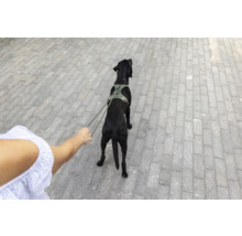 Chien noir portant un harnais tenu en laisse sur un chemin pavé.