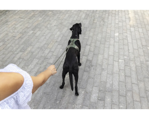 Chien noir portant un harnais tenu en laisse sur un chemin pavé.