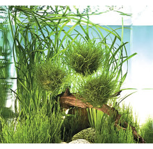 Grüne Moosballen und Wasserpflanzen in einem Aquarium mit Wurzelholz und Steinen.