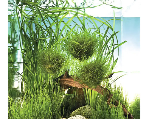 Grüne Moosballen und Wasserpflanzen in einem Aquarium mit Wurzelholz und Steinen.