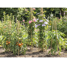 Tuteurs en bambou dans un jardin pour tomates, roses, clématites et poivrons dans un environnement lumineux et organisé.