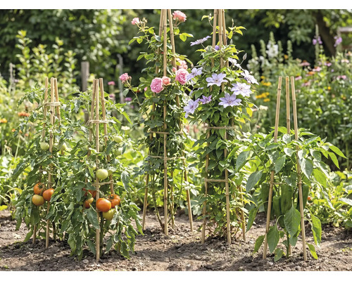 Tuteurs en bambou dans un jardin pour tomates, roses, clématites et poivrons dans un environnement lumineux et organisé.