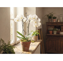 Weiße Orchidee in einem Tontopf auf einer hölzernen Fensterbank in einem hellen Raum mit weiteren Zimmerpflanzen.