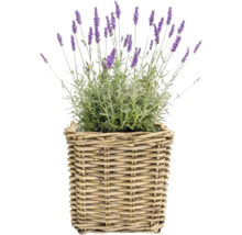 Pflanzkorb Naturfaser 38 cm x 38 cm x 37 cm grau braun