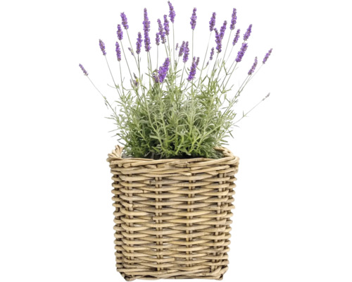 Pflanzkorb Naturfaser 38 cm x 38 cm x 37 cm grau braun