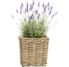 Pflanzkorb Naturfaser 45 cm x 45 cm x 43 cm grau braun
