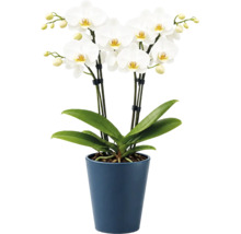 Weisse Phalaenopsis Orchidee mit mehreren Blüten und Knospen in einem blauen Keramiktopf, Zimmerpflanze.