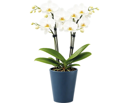 Weisse Phalaenopsis Orchidee mit mehreren Blüten und Knospen in einem blauen Keramiktopf, Zimmerpflanze.