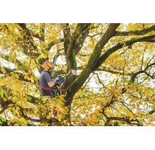 Baumpfleger mit Schutzausrüstung sägt mit einer Akku Kettensäge einen Ast in einem grossen Eichenbaum mit gelbem Herbstlaub.