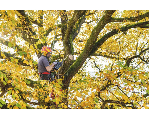 Baumpfleger mit Schutzausrüstung sägt mit einer Akku Kettensäge einen Ast in einem grossen Eichenbaum mit gelbem Herbstlaub.