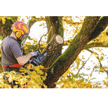 Baumpfleger bei der Arbeit mit einer Metabo Akku Kettensäge in einem Baum mit gelbem Herbstlaub.