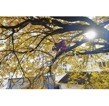 Baumpfleger mit Kletterausrüstung und Kettensäge bei der Arbeit in einem herbstlichen Eichenbaum mit gelben Blättern.
