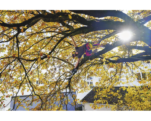 Baumpfleger mit Kletterausrüstung und Kettensäge bei der Arbeit in einem herbstlichen Eichenbaum mit gelben Blättern.