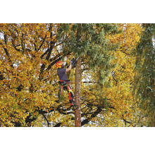 Baumpfleger bei der Arbeit mit einer Kettensäge in einem Baum mit Herbstlaub.
