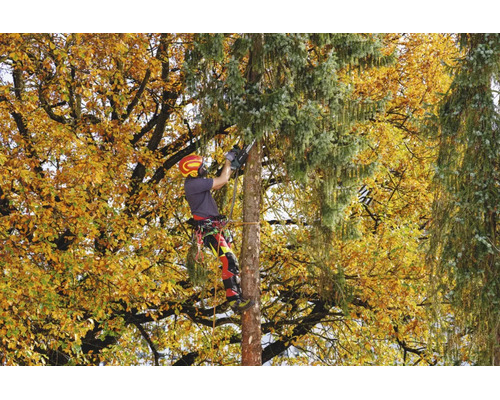 Baumpfleger bei der Arbeit mit einer Kettensäge in einem Baum mit Herbstlaub.