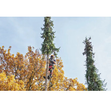 Baumpfleger mit Schutzausrüstung sägt mit einer Kettensäge einen Nadelbaum in herbstlicher Umgebung.
