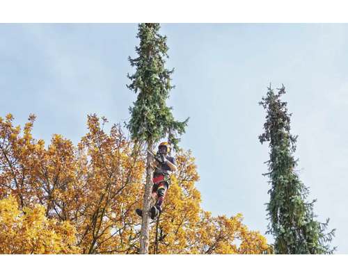 Baumpfleger mit Schutzausrüstung sägt mit einer Kettensäge einen Nadelbaum in herbstlicher Umgebung.