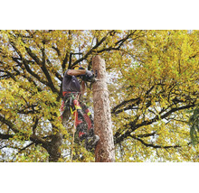 Baumpfleger bei der Arbeit mit einer Kettensäge in einem Baum mit herbstlichem Laub.